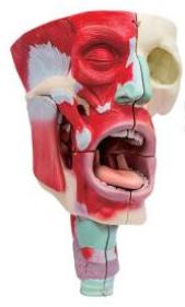 鼻、口、咽喉腔分解模型